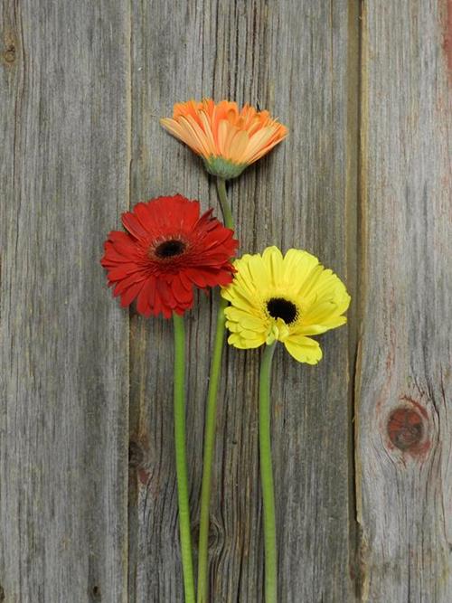 FALL PACK  SEASONAL GERBERAS